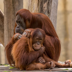 Close-up of orangutan with infant sitting in zoo