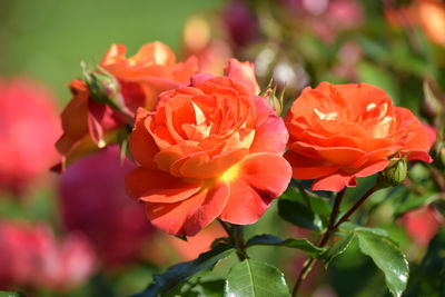 Close-up of red roses