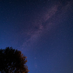 Low angle view of trees against star field at night