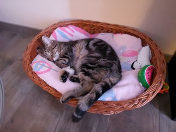 High angle view of cat sleeping in basket