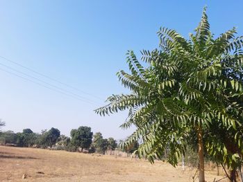 Trees on field against clear blue sky