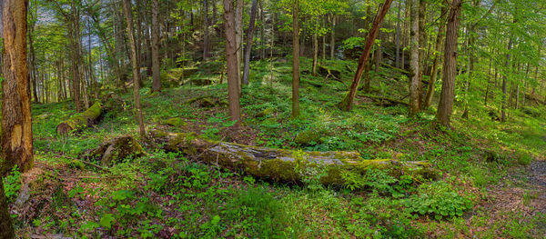 View of trees in forest