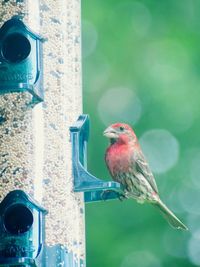 Close-up of bird perching on feeder