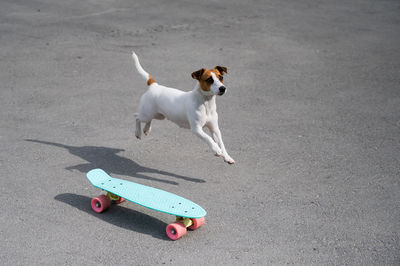 High angle view of dog on road