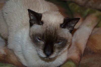 Close-up of siamese cat sitting on blanket