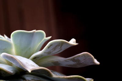 Close-up of white flowering plant