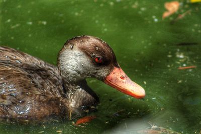 Close-up of duck swimming in lake