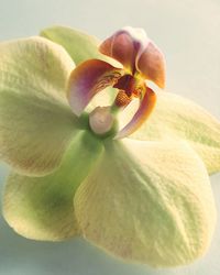 Close-up of day lily blooming outdoors