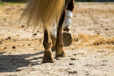 Low section of horse on field