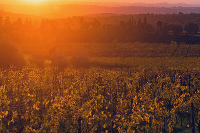 Scenic view of field against sky during sunset