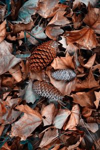 High angle view of dried leaves on field