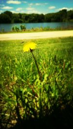 Plant growing on grassy field