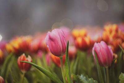 Close-up of pink tulips on field