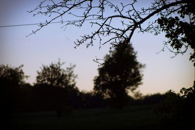 tree
