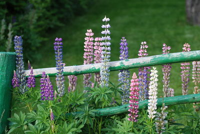 Close-up of lavender flowers