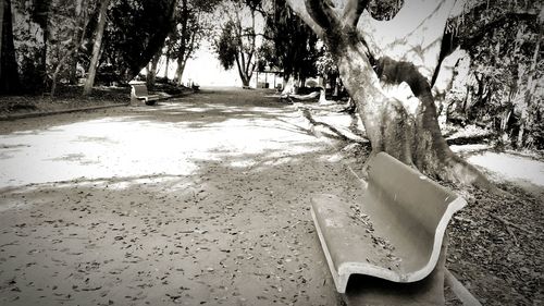 Trees growing in park
