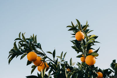 Oranges against the sky