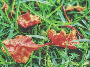 Close-up of fresh red leaf