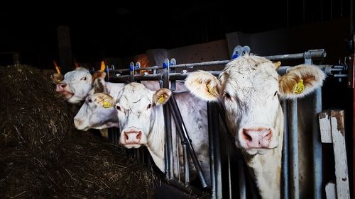 Cows standing at pen