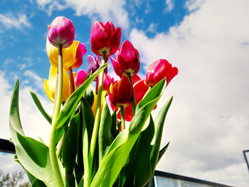 Close-up of red tulip flowers against cloudy sky