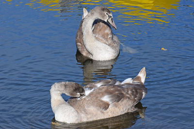 View of duck swimming in lake