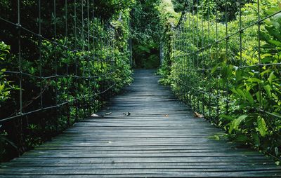 Footbridge amidst trees in forest