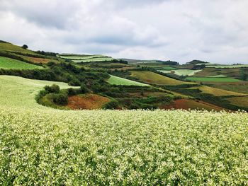 Scenic view of agricultural field against sky