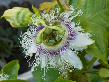 Close-up of purple flowers blooming outdoors