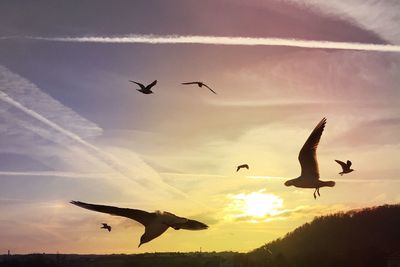 Low angle view of birds flying in sky