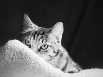 Close-up portrait of cat