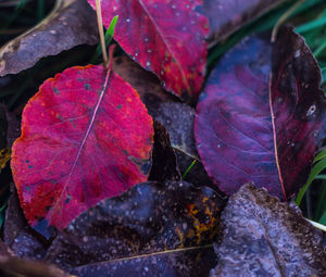 Close-up of wet maple leaves during autumn