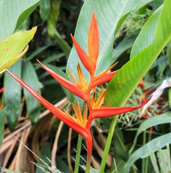 Close-up of flowers