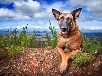 Portrait of a dog