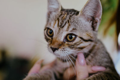 Close-up portrait of cat