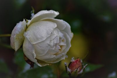 Close-up of wet white rose