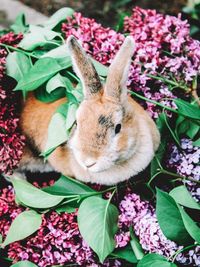 Close-up of rabbit