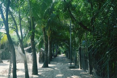 Scenic view of palm trees