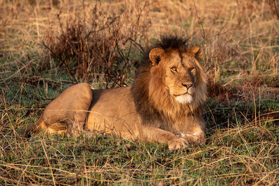 Male lion lies in grass staring ahead
