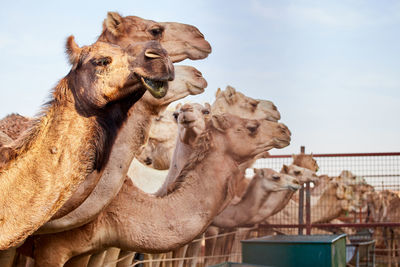 A camel market near al ain, uae, where camels are sold mainly for camel races