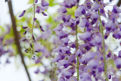 Close-up of purple flowering plant