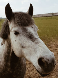 Close-up of a horse on field