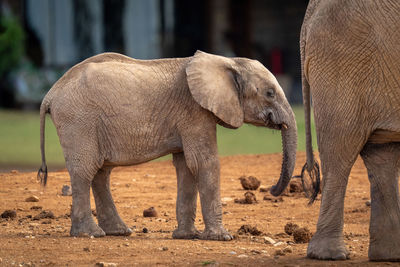 Baby African