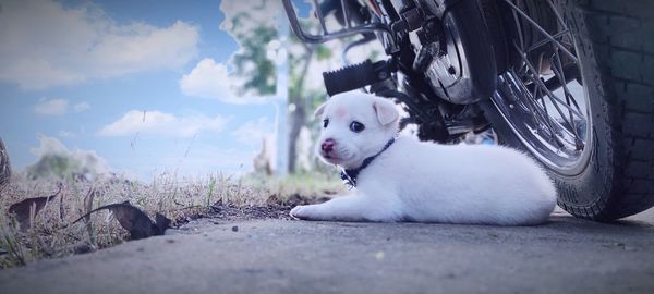 View of a dog in car