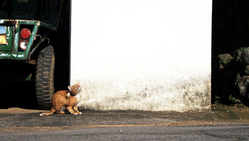 Dog sitting on street