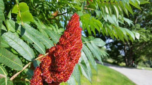Close-up of fresh red leaves