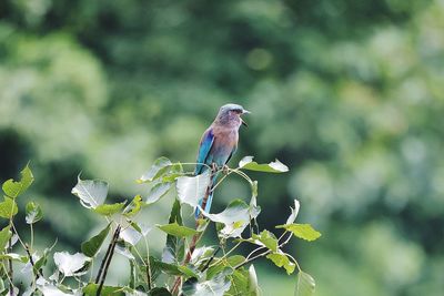 Bird perching on a branch