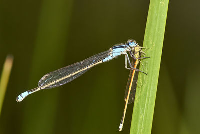 Close-up of grasshopper