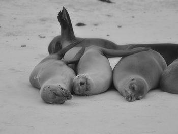 Sea lions resting at beach