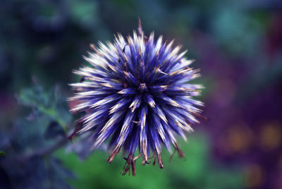 Close-up of thistle flower