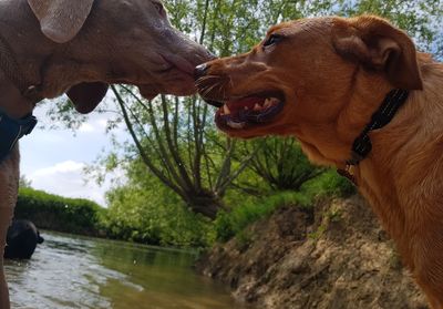 View of a dog in water